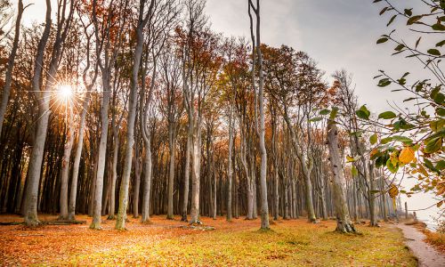 gespensterwald-nienhagen-1.jpg