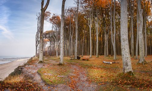 gespensterwald-nienhagen-quer.jpg