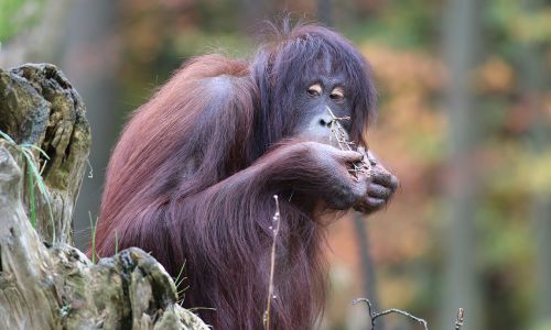 zoo-rostock-1.jpg